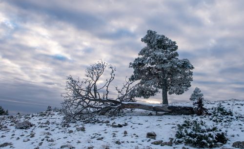 Free Scenic winter landscape with snow-covered trees and cloudy sky, capturing natural beauty. Stock Photo