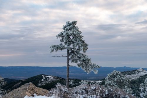 Free A captivating winter landscape featuring a lone snowy pine tree against a mountainous horizon. Stock Photo