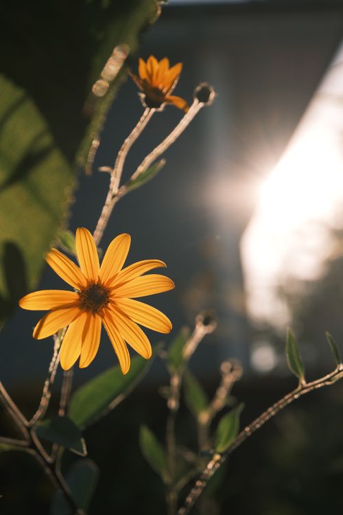 Free Beautiful yellow flower lit by sunshine, capturing nature's warmth and elegance. Stock Photo