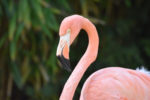 Free Detailed portrait of a pink flamingo with vibrant feathers and a curved neck. Stock Photo