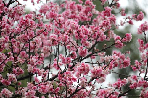 Free Vibrant pink cherry blossoms in full bloom, showcasing nature's spring beauty. Stock Photo