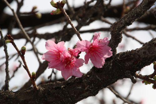 Free Beautiful pink cherry blossoms blooming on tree branches in springtime. Stock Photo