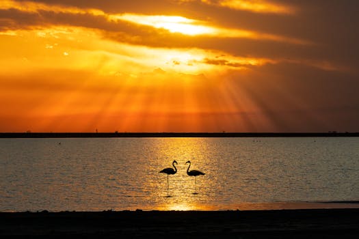 Two flamingos wading in a tranquil lake at sunset, surrounded by vibrant orange and yellow sky.
