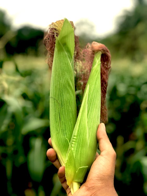 Close-Up Photo Of Corns During Daytime