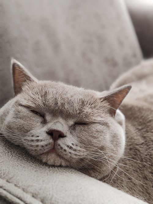 Free A peaceful British Shorthair cat sleeping on a soft couch indoors. Stock Photo