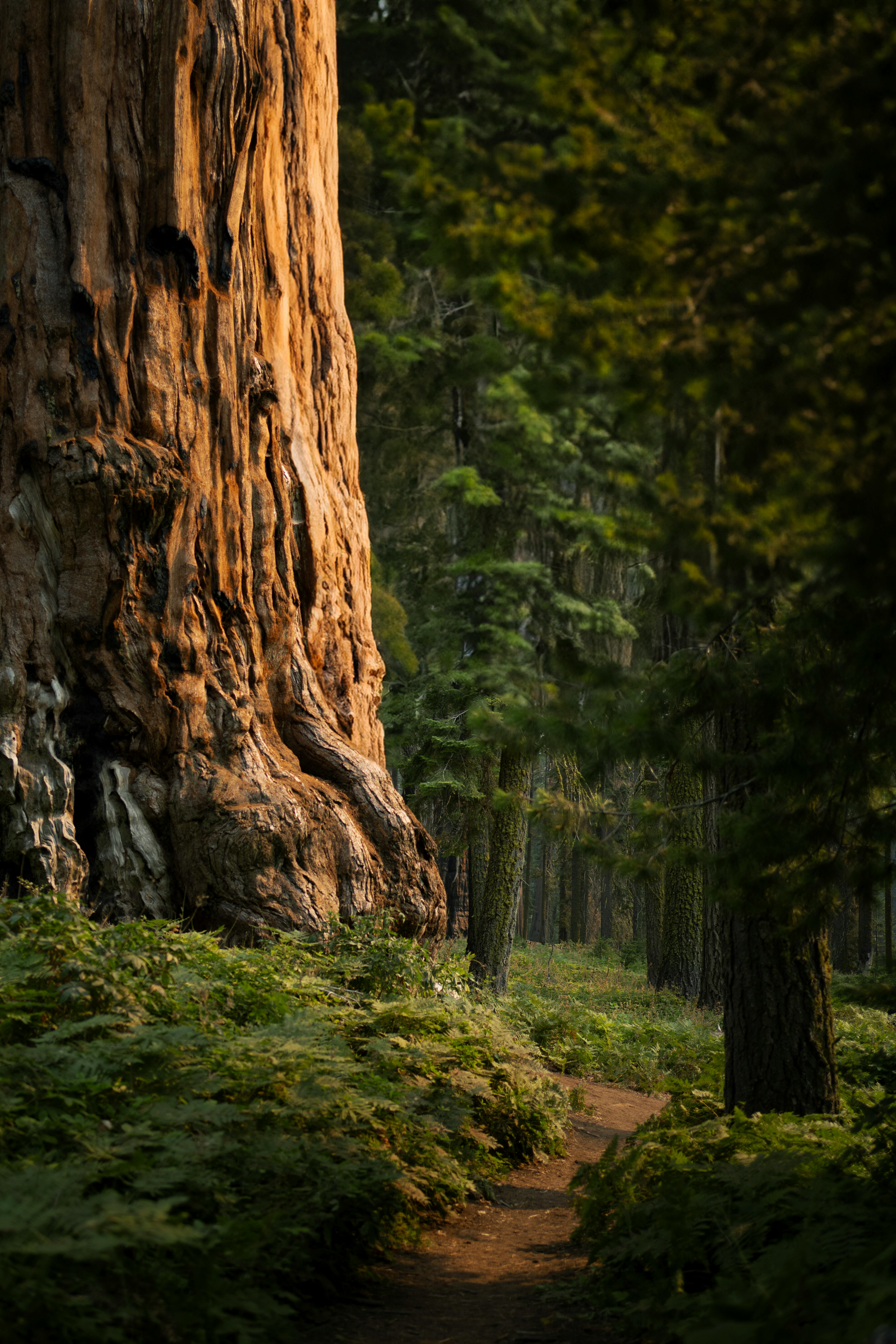 A serene forest path winds beside a giant sequoia tree in dawn light.