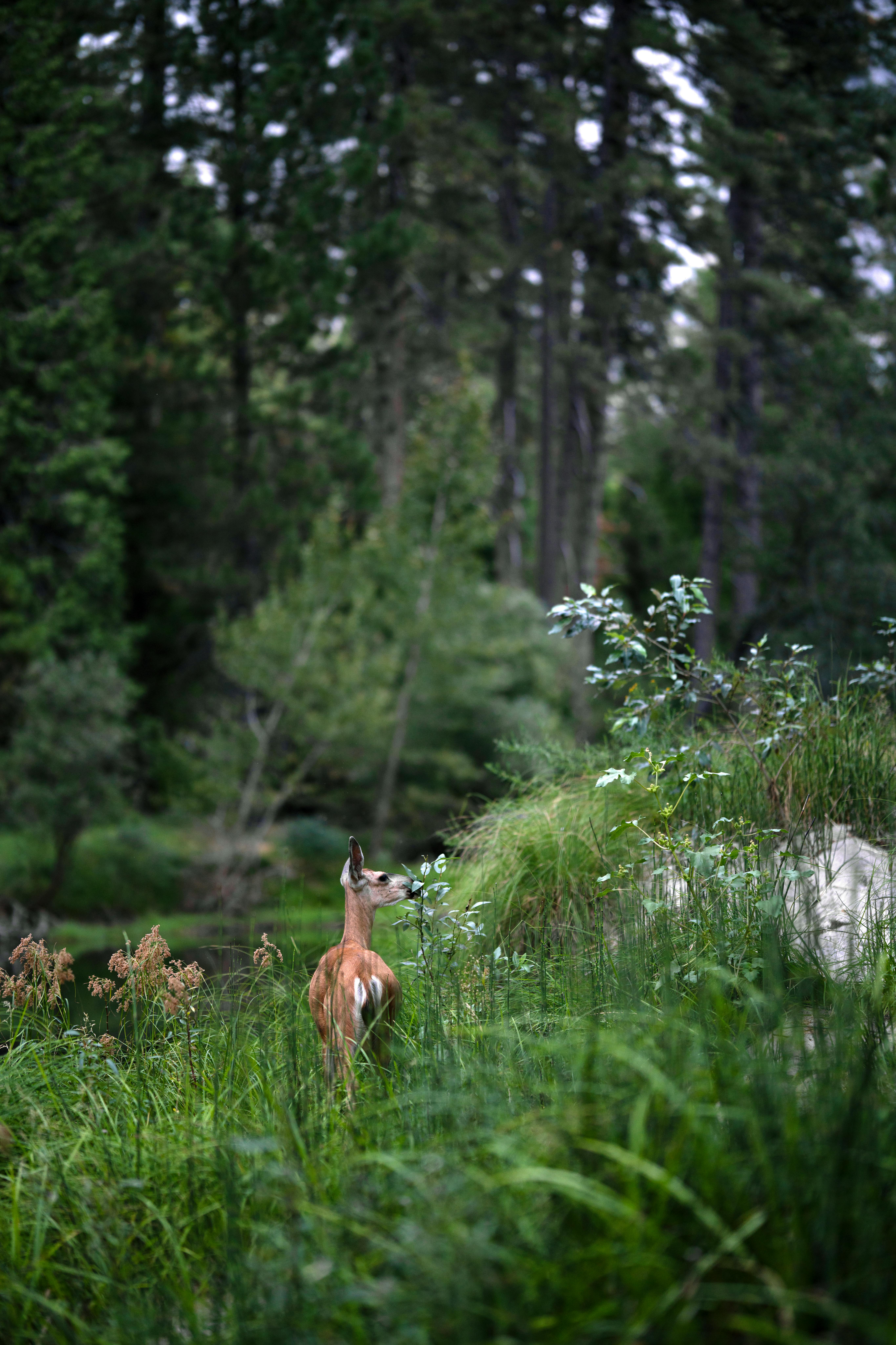 A peaceful deer stands amidst lush greenery in a dense forest, capturing the serene beauty of nature.