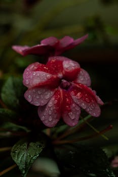 Close-up of vibrant red flowers with raindrops on petals, showcasing nature's beauty after rain.