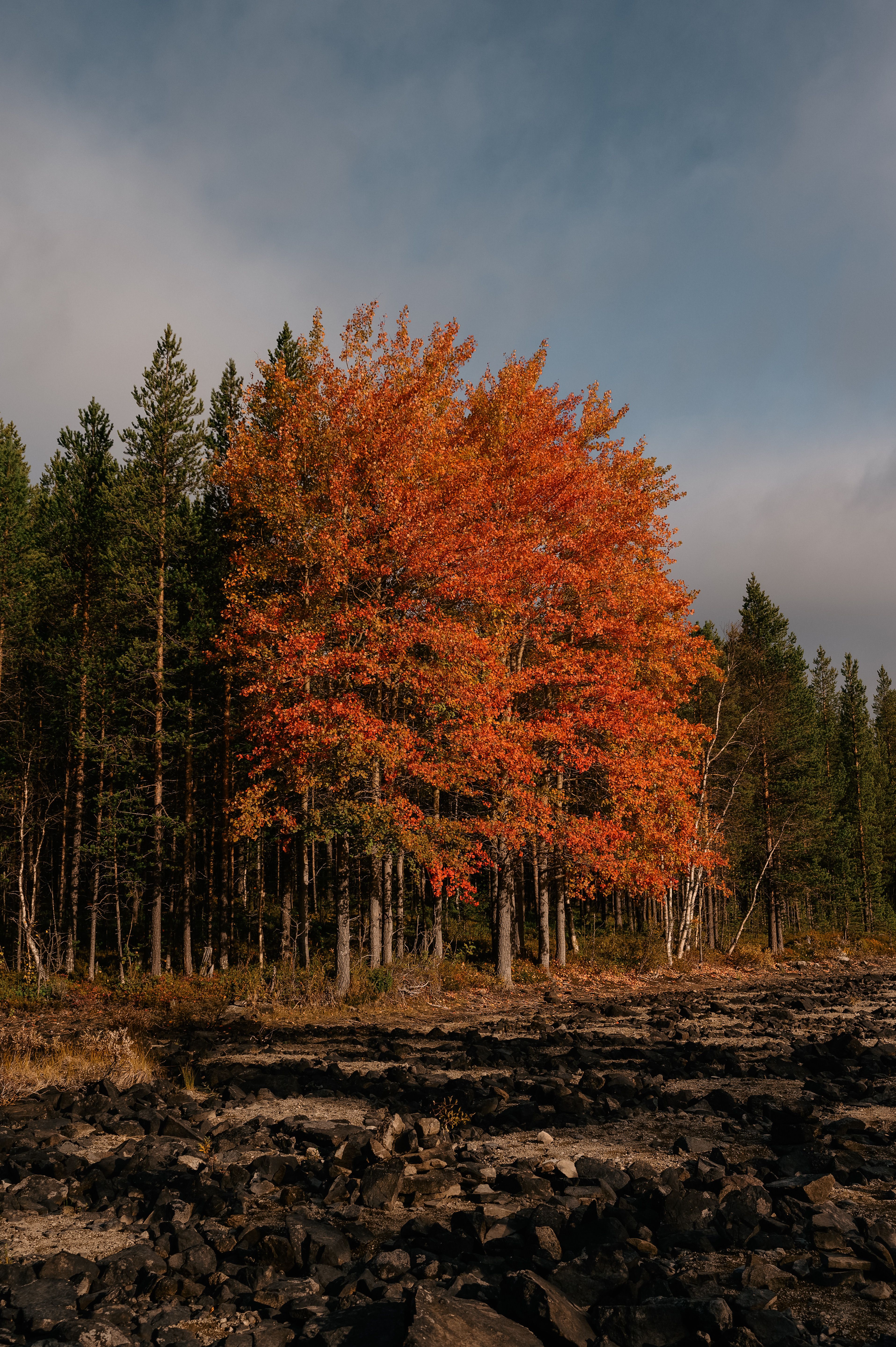 Vibrant Autumn Trees in Serene Forest Landscape · Free Stock Photo