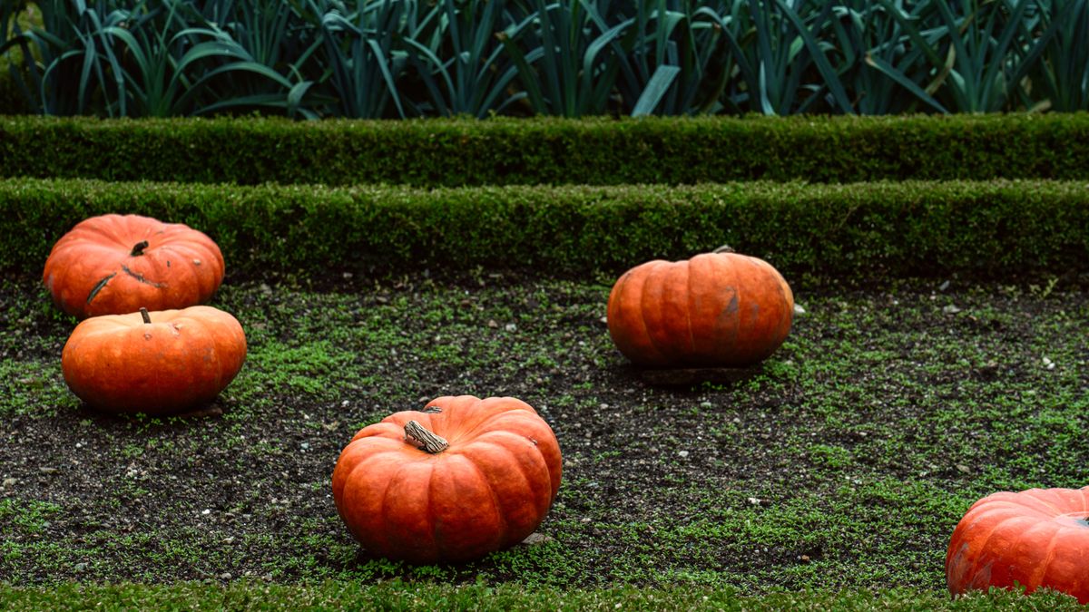 Techniques de lutte biologique contre les ravageurs du potager en automne - illustration