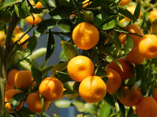 Free Close-up of orange citrus fruits hanging on tree branches under sunlight, showcasing lush greenery. Stock Photo
