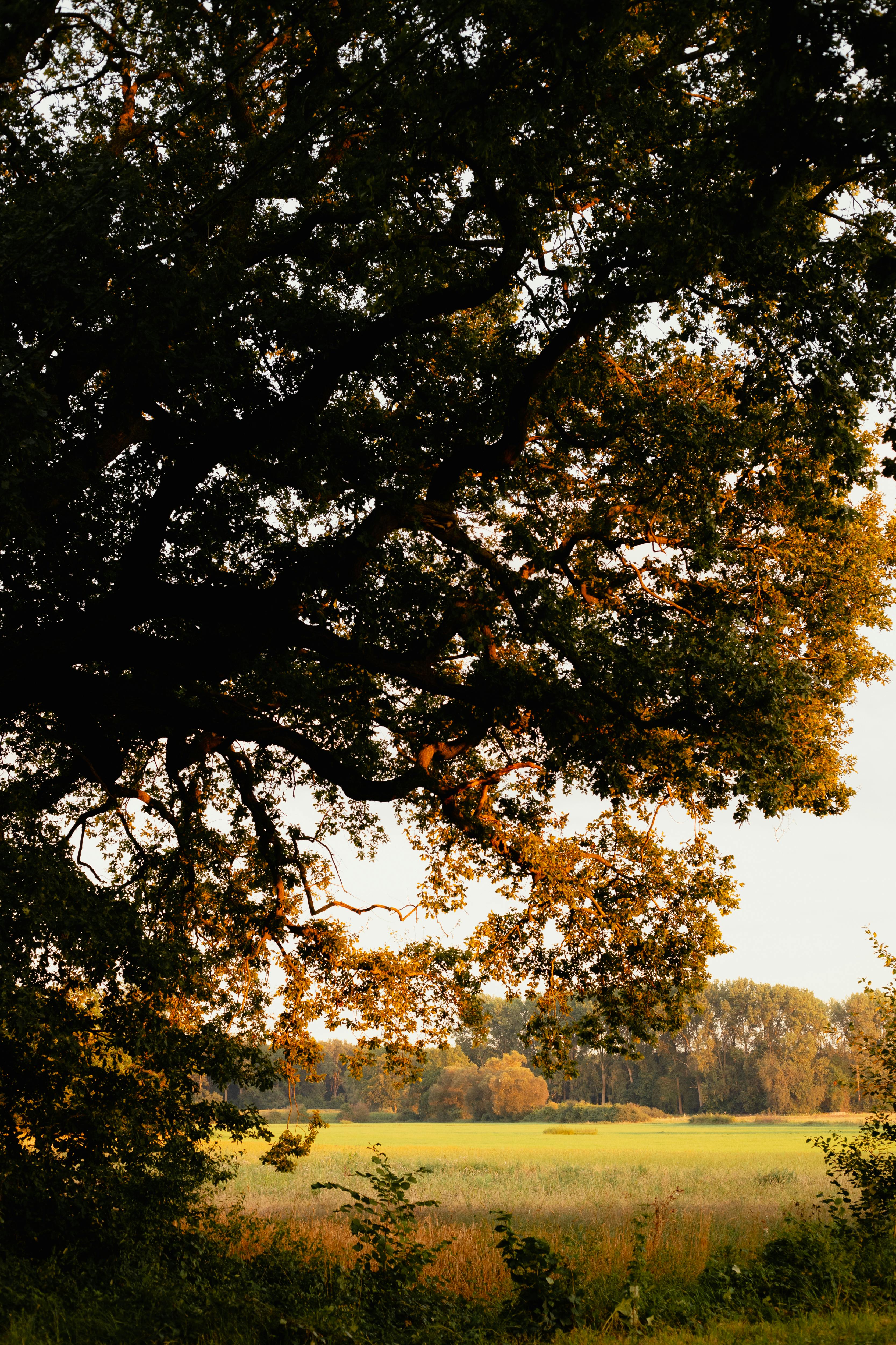 Peaceful view of a lush forest edge with sunlight filtering through trees on an early autumn day.