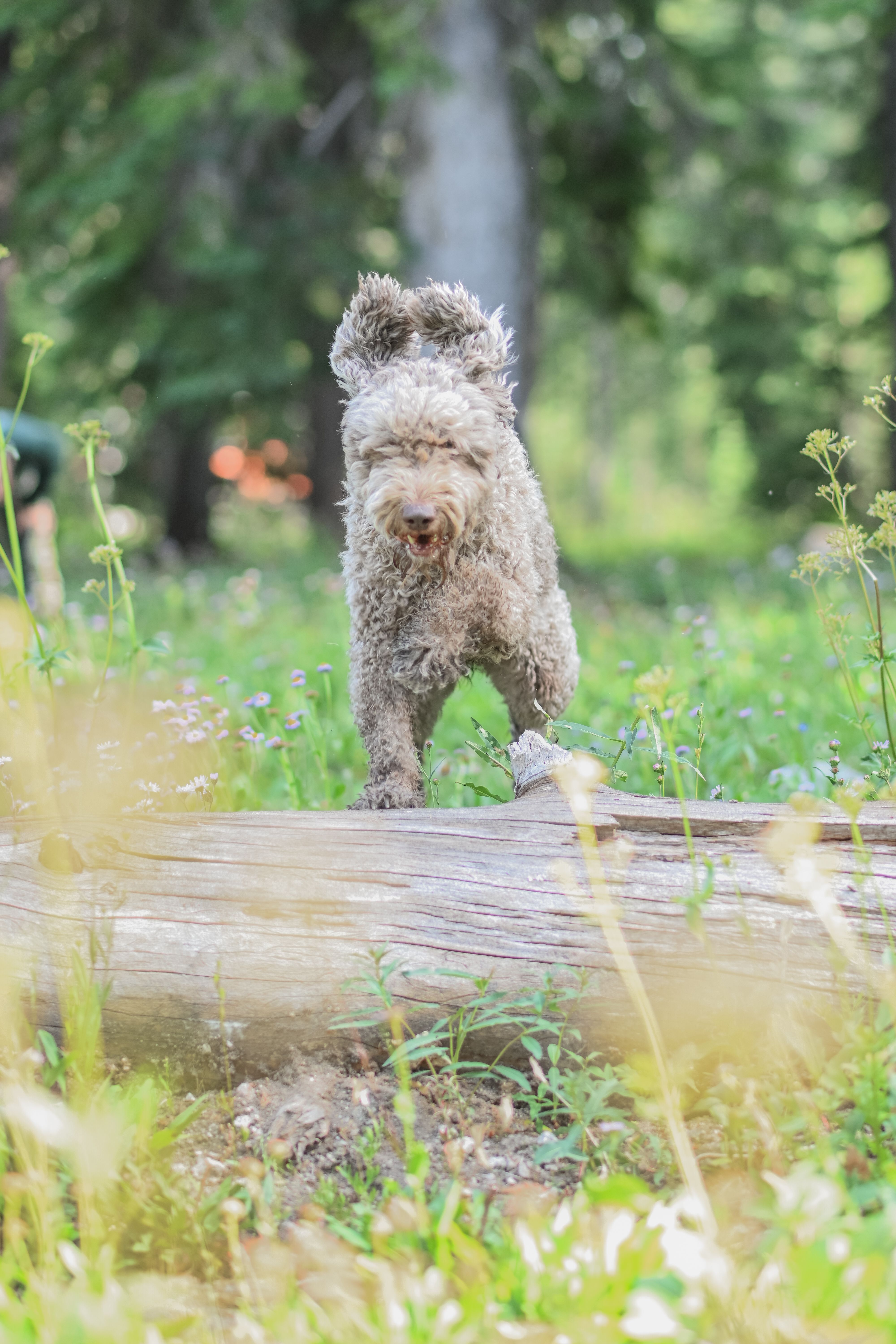 Cane da tartufo dal pelo riccio nel bosco