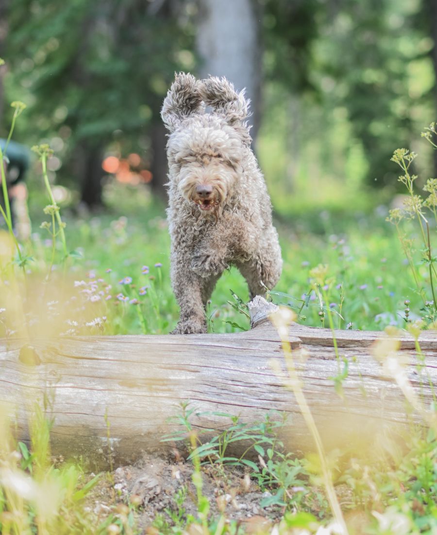 Cane da tartufo dal pelo riccio nel bosco