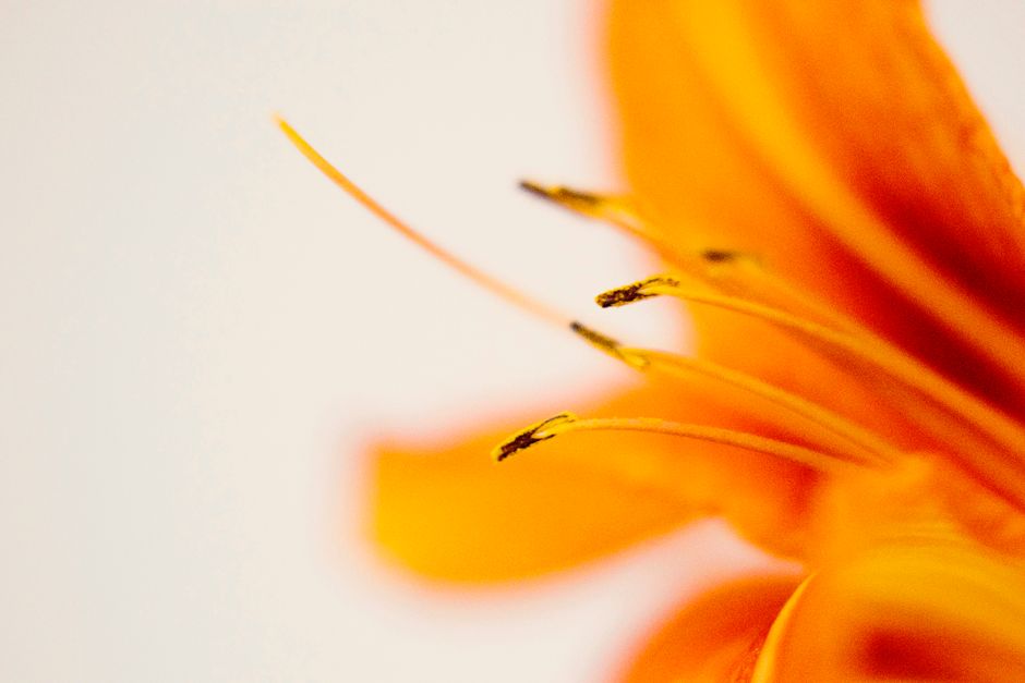 Macro photography of a bright orange lily flower showing intricate petal and stamen details.