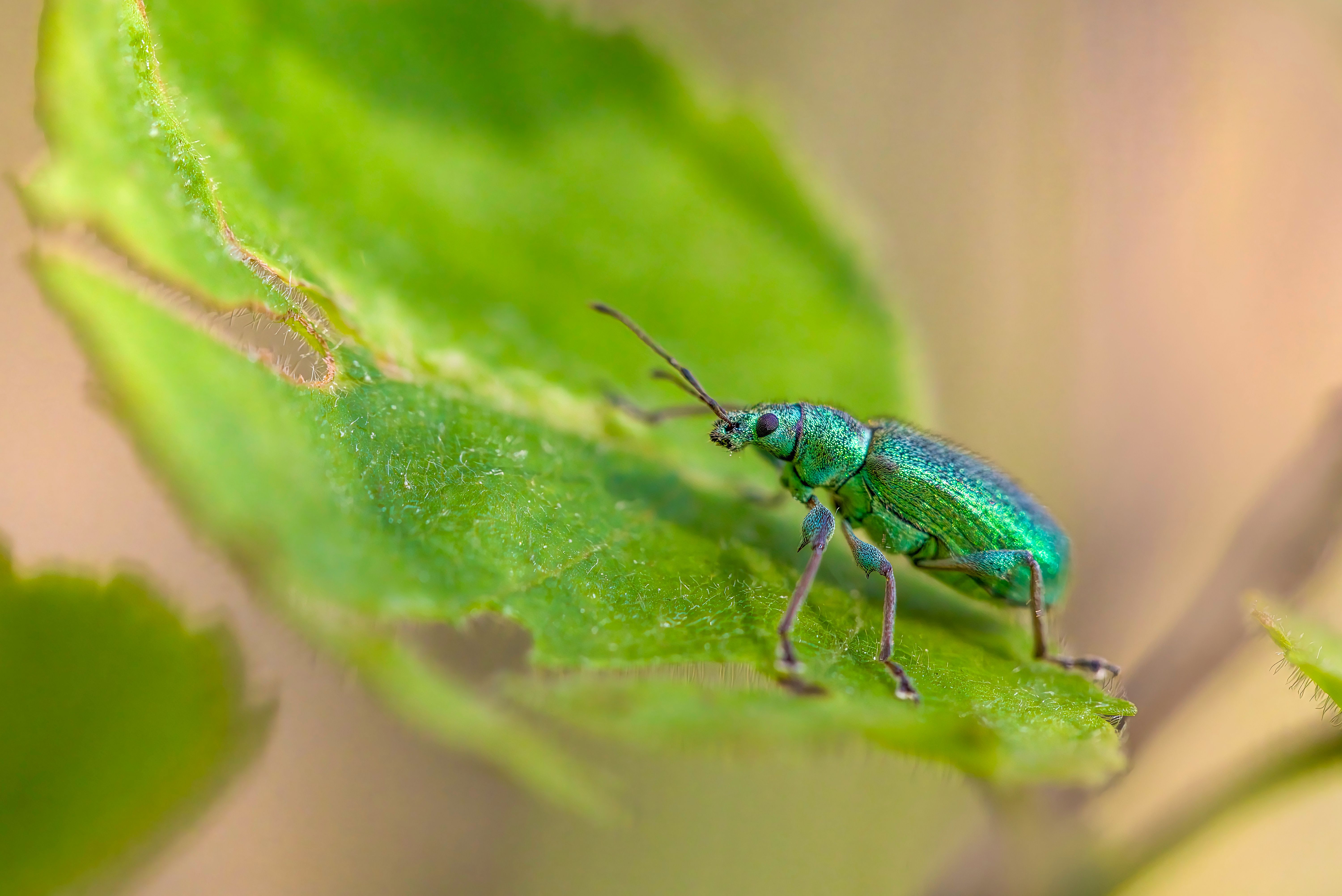 Natürliche Schädlingsbekämpfung im Garten