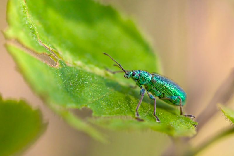Close-up of pest on green leaf - Benidorm pest control