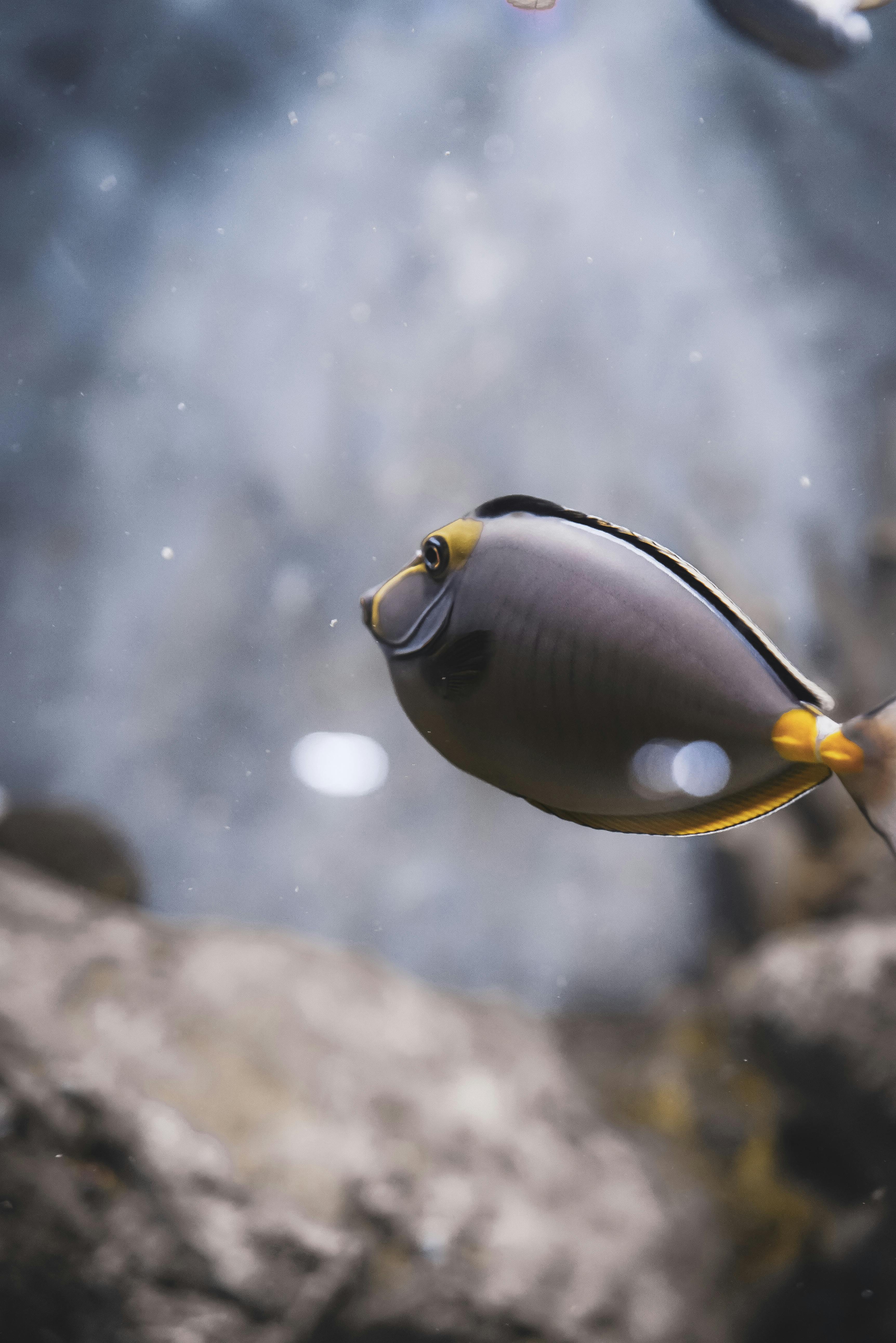 Close-up of a Smooth Surgeonfish in an Aquarium · Free Stock Photo