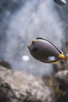 A beautiful smooth surgeonfish swimming gracefully in a rocky aquarium setting.