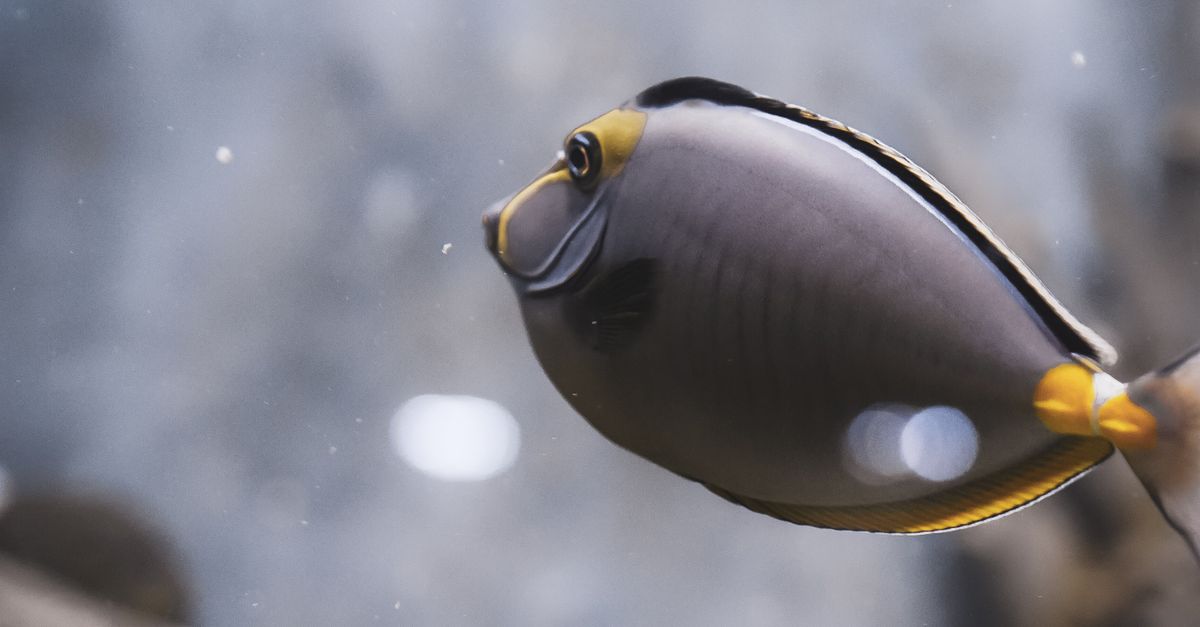 Close-up of a Smooth Surgeonfish in an Aquarium · Free Stock Photo