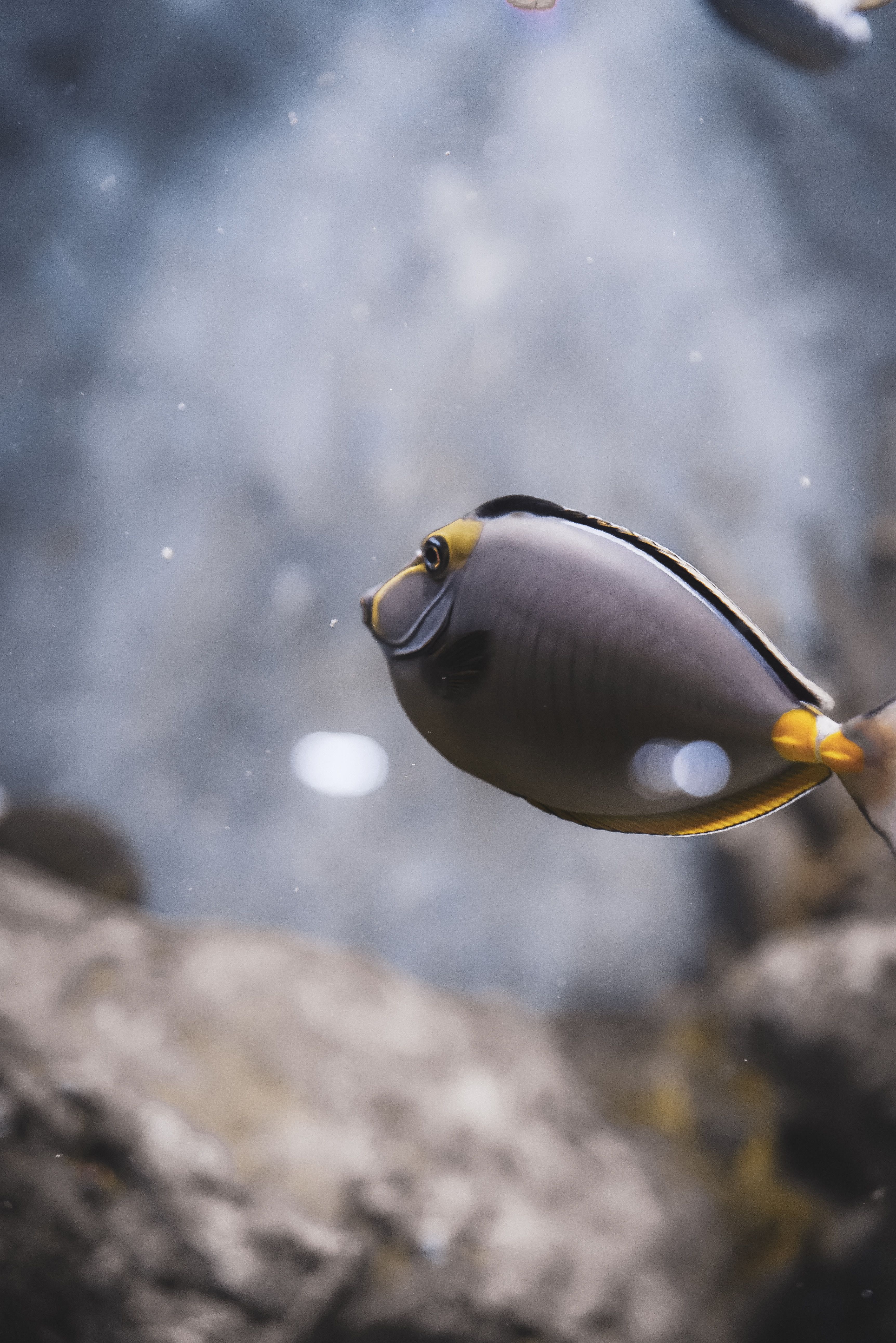 Close-up of a Smooth Surgeonfish in an Aquarium · Free Stock Photo