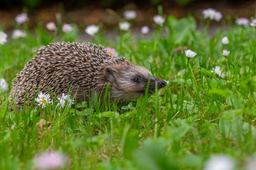 Free A European hedgehog exploring a grassy garden with flowers in full bloom. Stock Photo