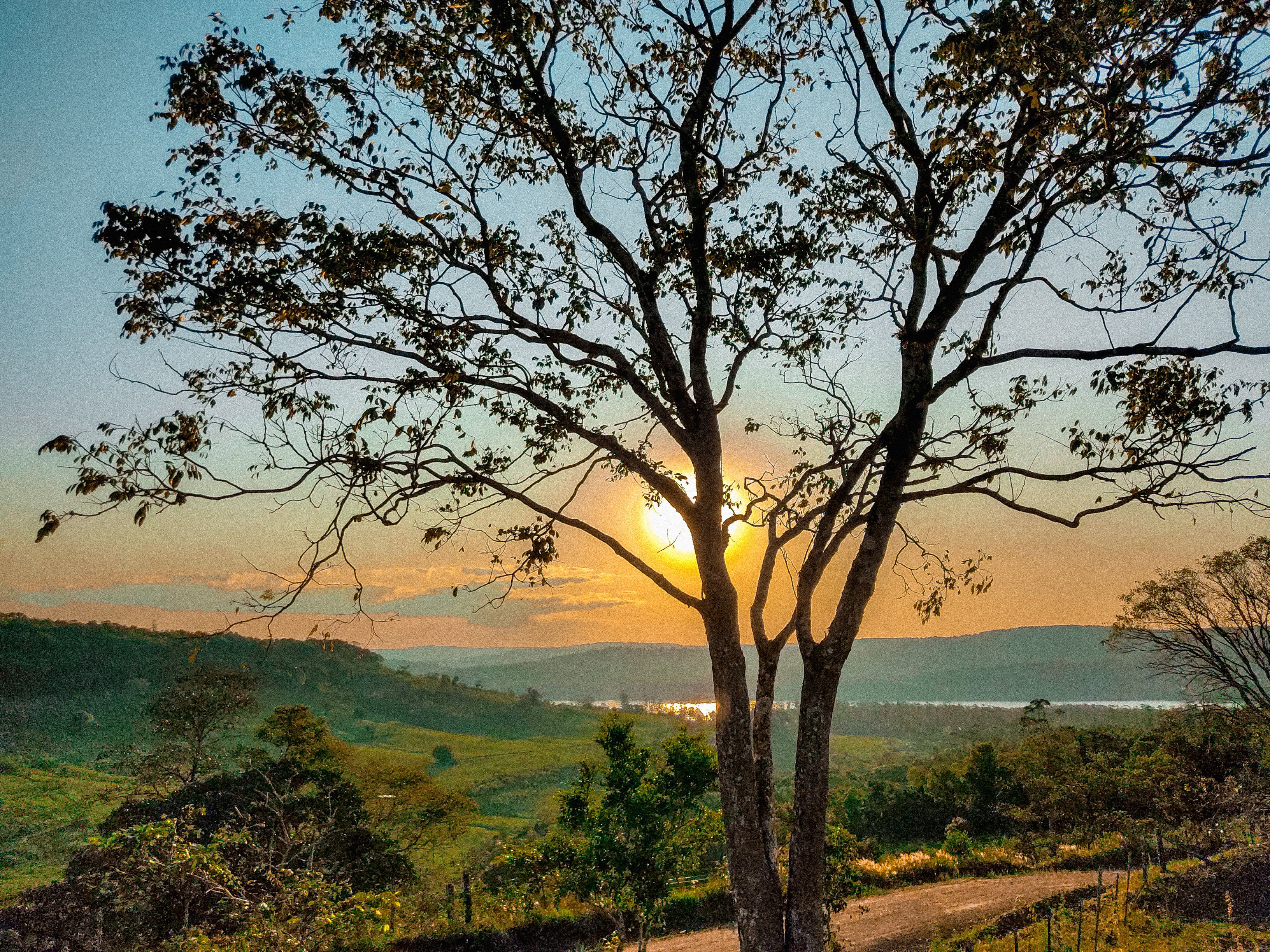 Lone Tree Silhouette with Scenic Sunset · Free Stock Photo