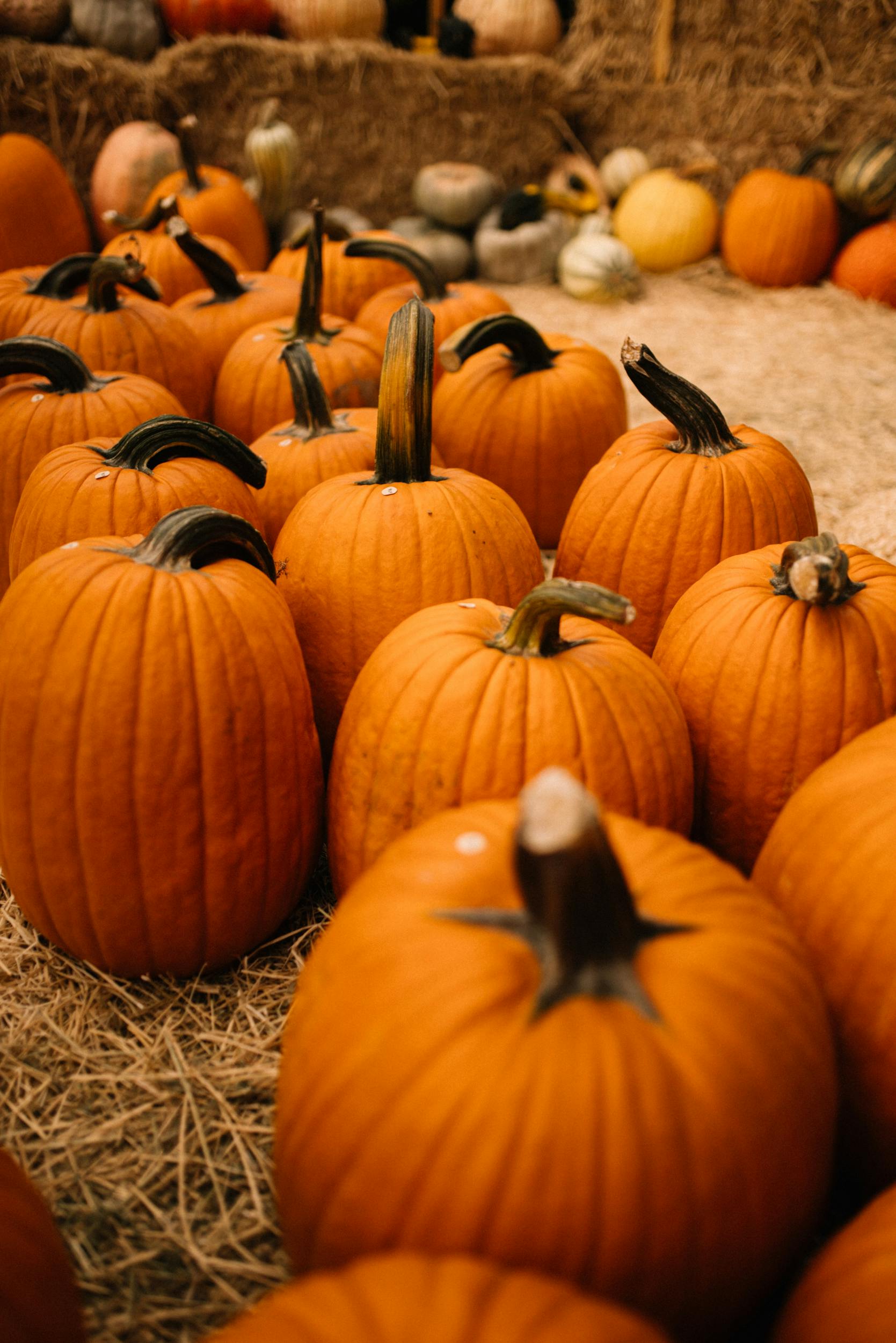 A scenic view of orange pumpkins in a lively fall pumpkin patch, ideal for Halloween decorations.