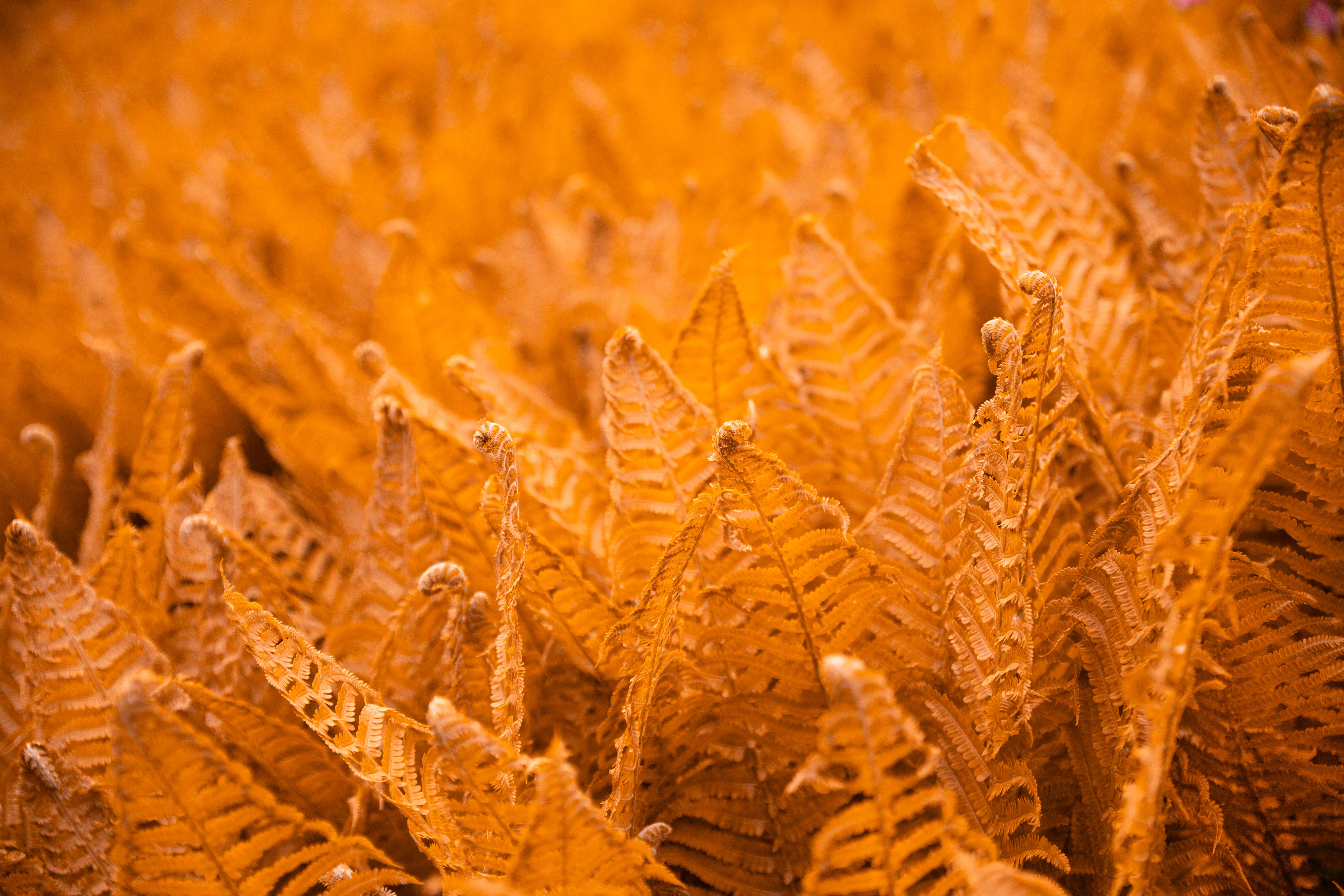 Close-up of bright orange fern fronds depicting autumn in Riga, Latvia.