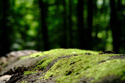 Free Vibrant green moss covering forest floor, dappled sunlight, nature tranquility. Stock Photo