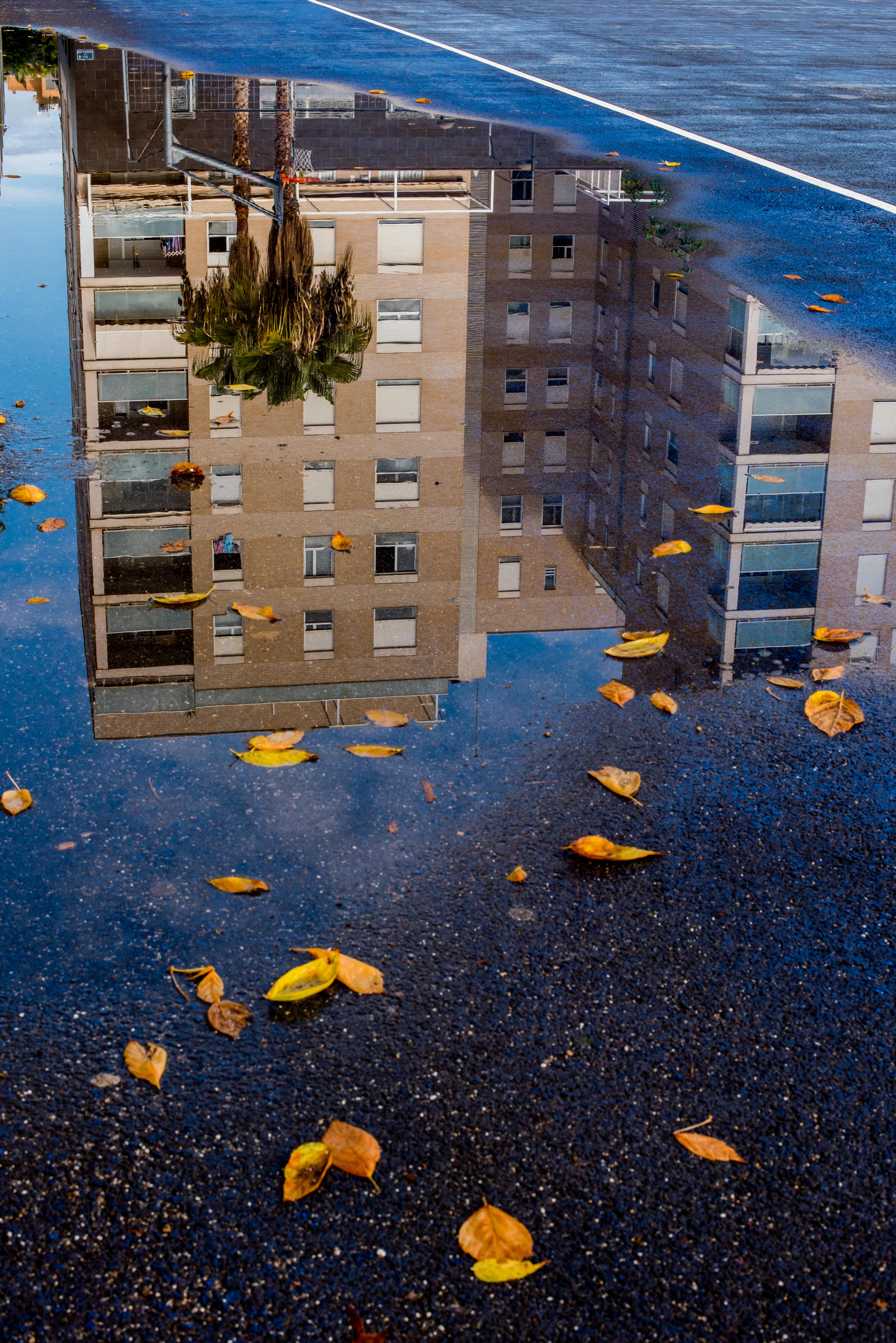 Building reflection in a puddle with scattered autumn leaves creates a serene urban scene.