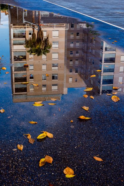 Building reflection in a puddle with scattered autumn leaves creates a serene urban scene.