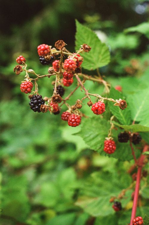 Free A detailed view of ripe and unripe blackberries with green foliage. Stock Photo
