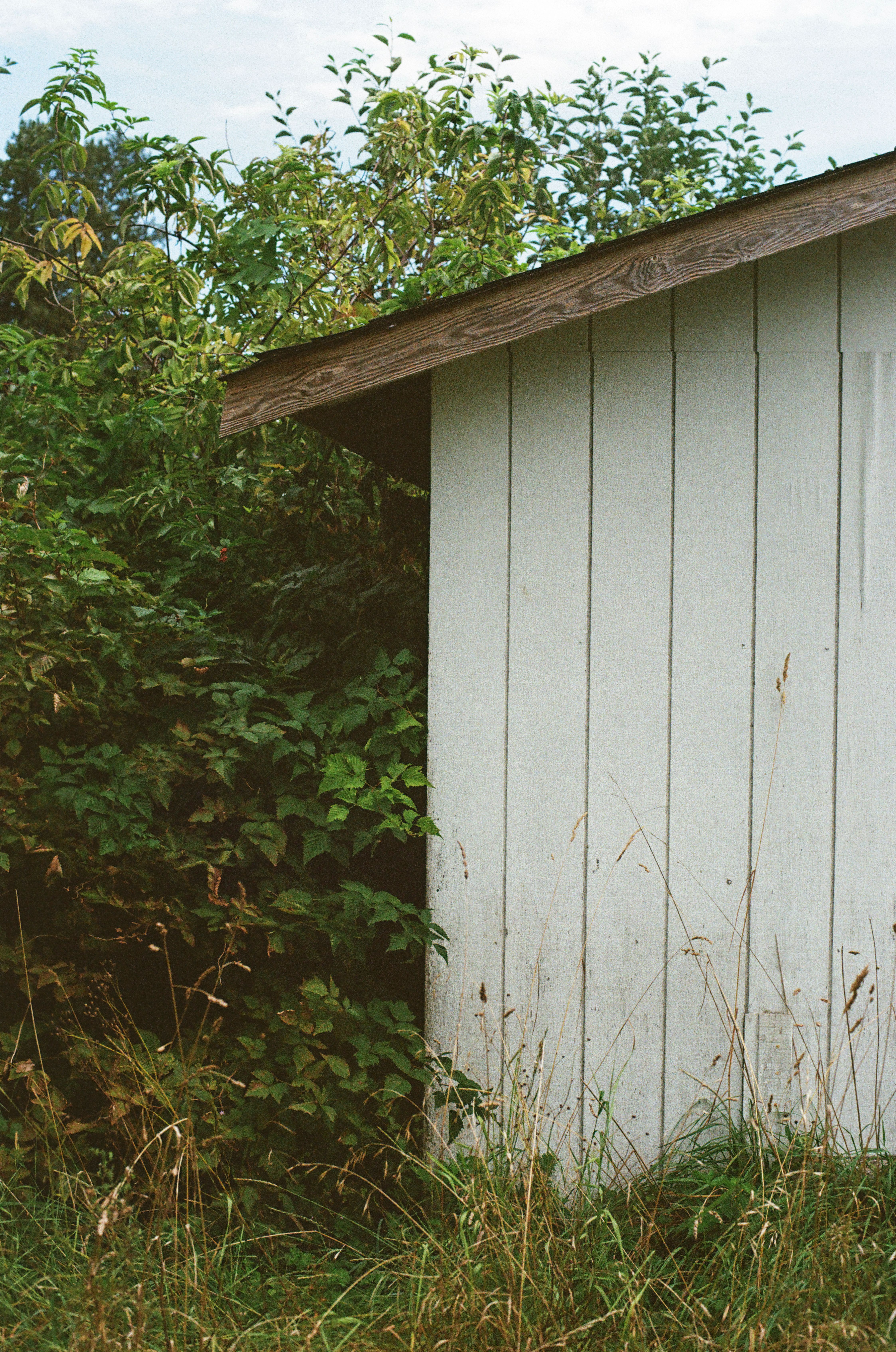Rustic Wooden Shed Amidst Overgrown Foliage · Free Stock Photo