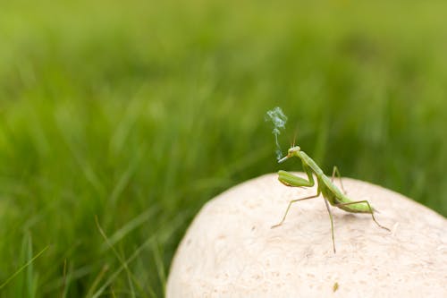 Green Grasshopper