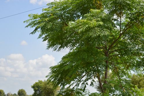 Free beautiful tree  Stock Photo