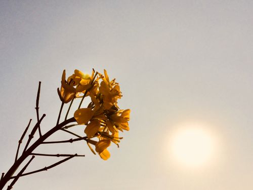 Free nature  Stock Photo