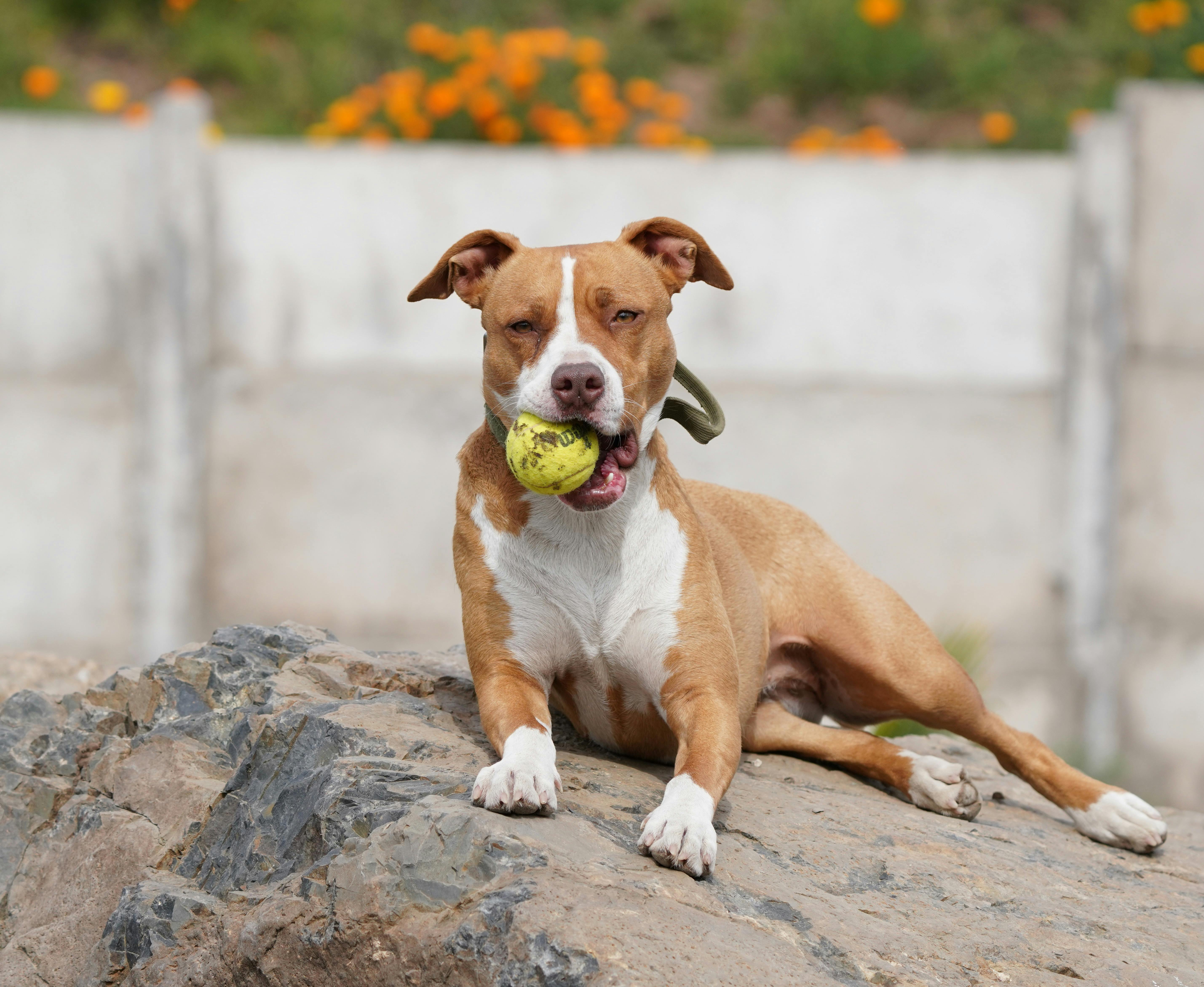 Relaxed Pit Bull with Tennis Ball Outdoors