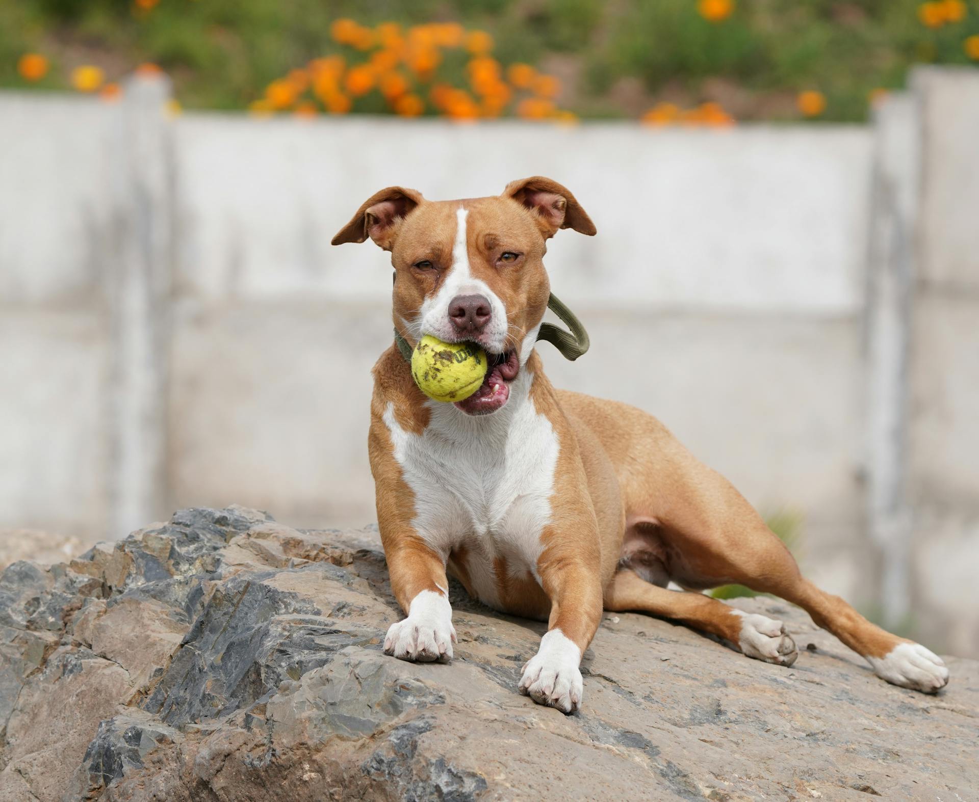 Pit-bull détendu avec balle de tennis en plein air