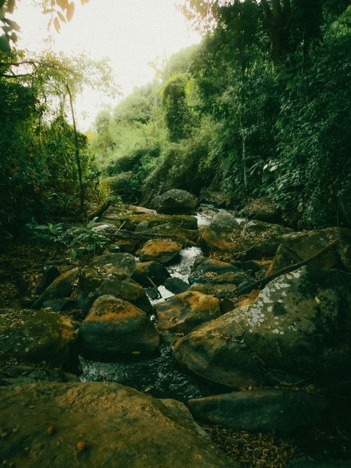 Free A tranquil forest stream meandering through lush greenery and rocky terrain. Stock Photo