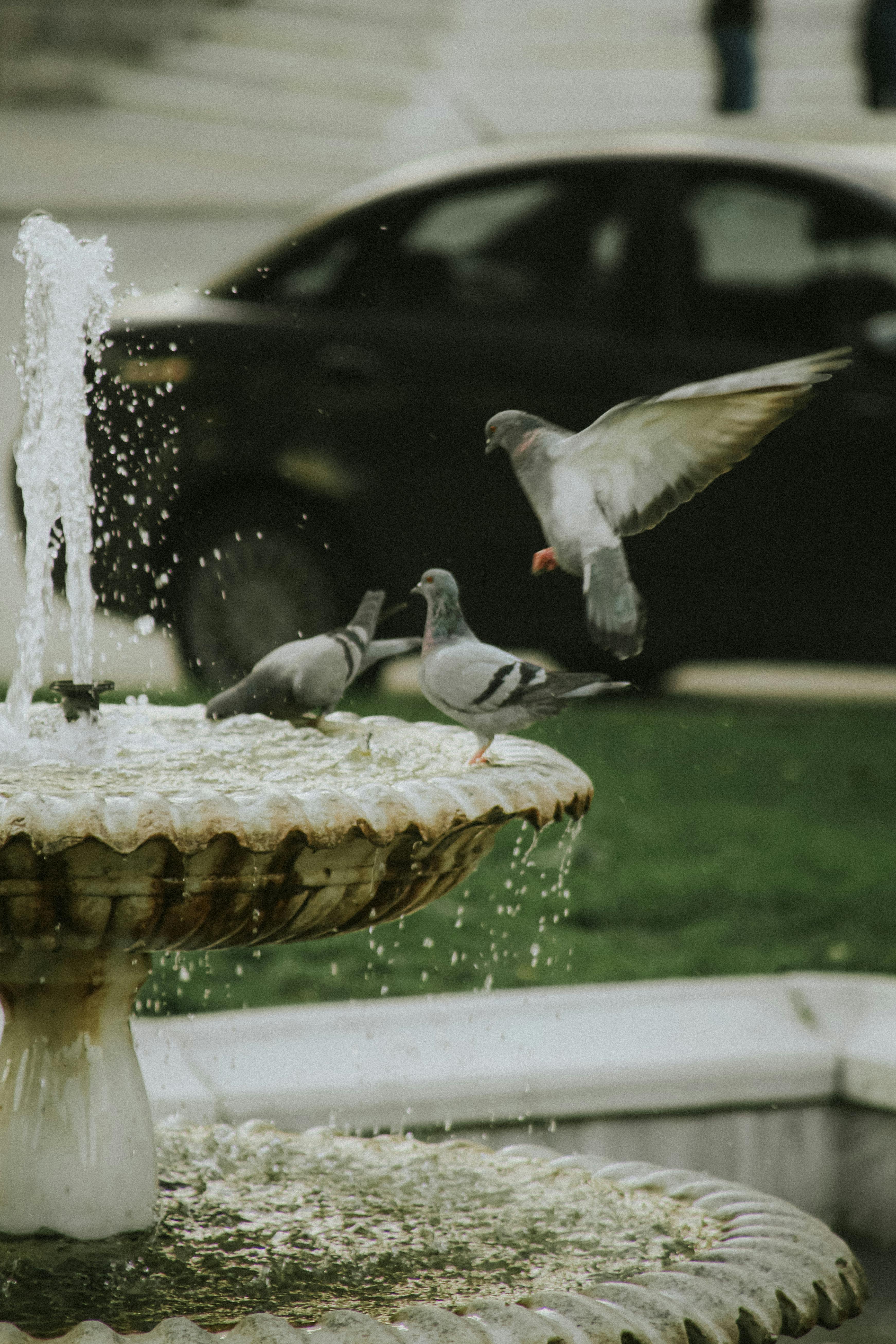 pigeons bathing in city fountain