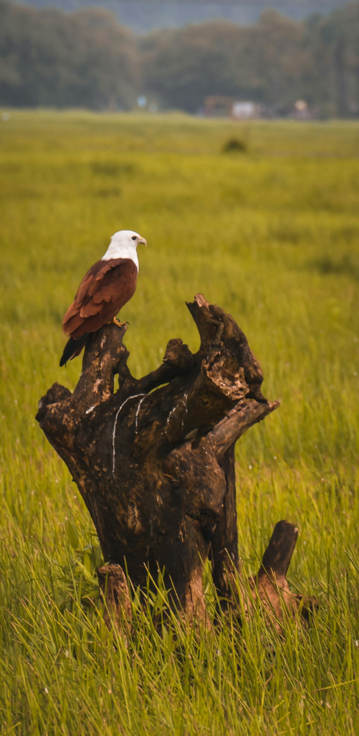 Fairytale inspired forest scene evoking Snow White atmosphere