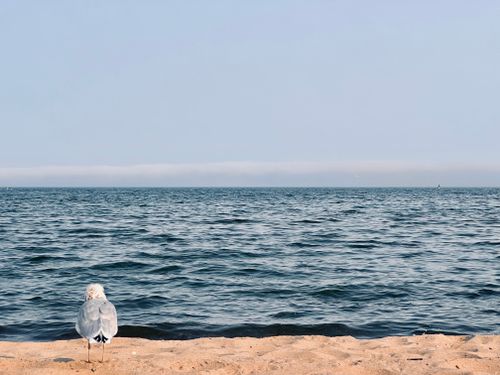 Free A tranquil seaside scene with a seagull on the sandy shore looking out over the calm ocean waters. Stock Photo