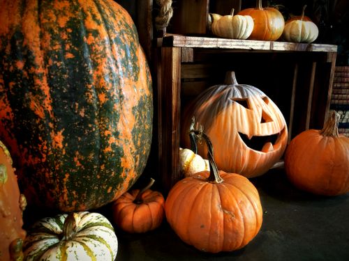 Free Festive autumn scene featuring pumpkins and a carved Jack-o'-lantern for Halloween. Stock Photo