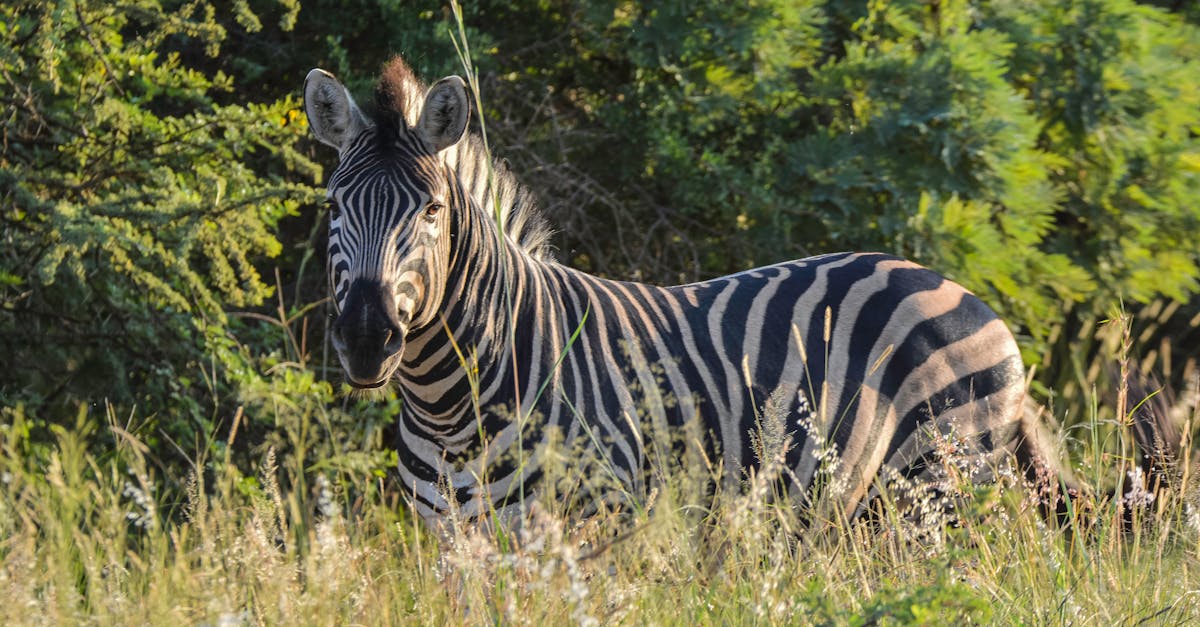 Free stock photo of zebra