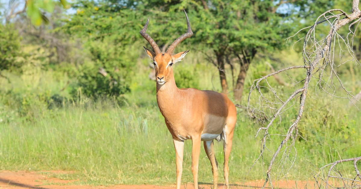 Free stock photo of Impala buck