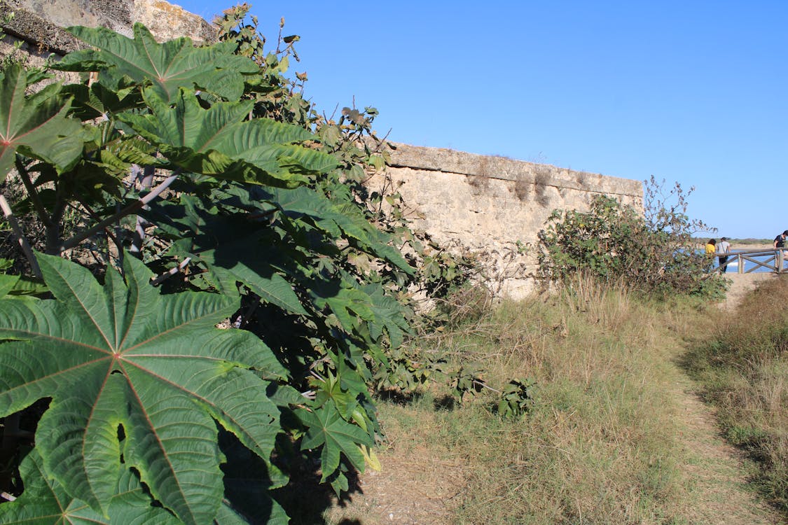 la vegetación está cubriendo gran parte de los muros de la fortificacion | fotografía 18