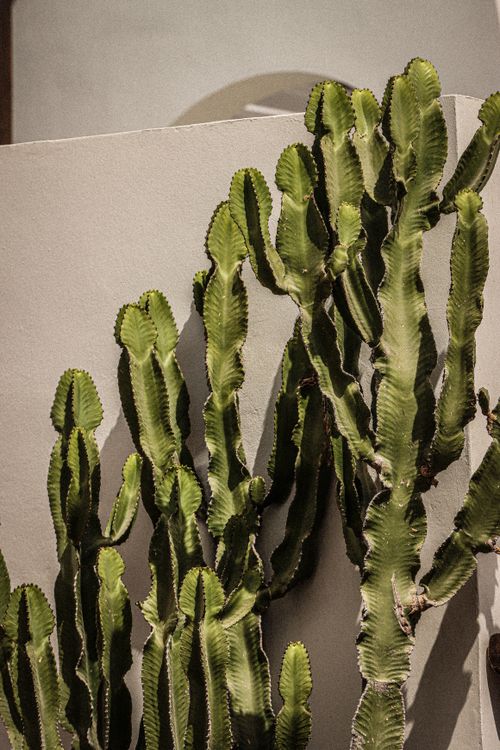 Free Euphorbia cactus on a sunlit wall in Naxos, Greece, showcasing Aegean architecture. Stock Photo