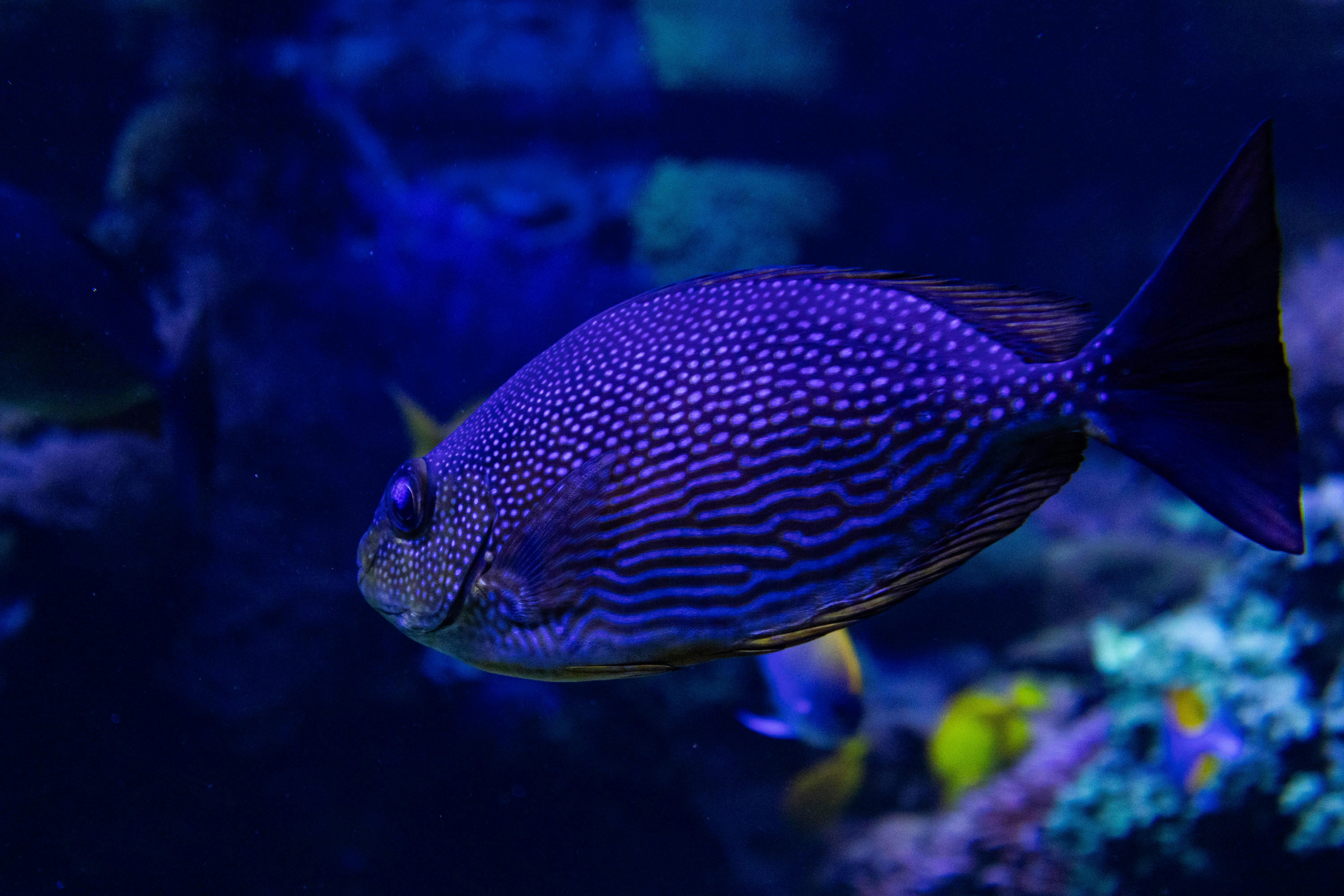 vibrant blue fish in aquarium habitat
