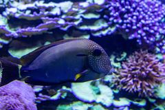 Stängselrevet Reef